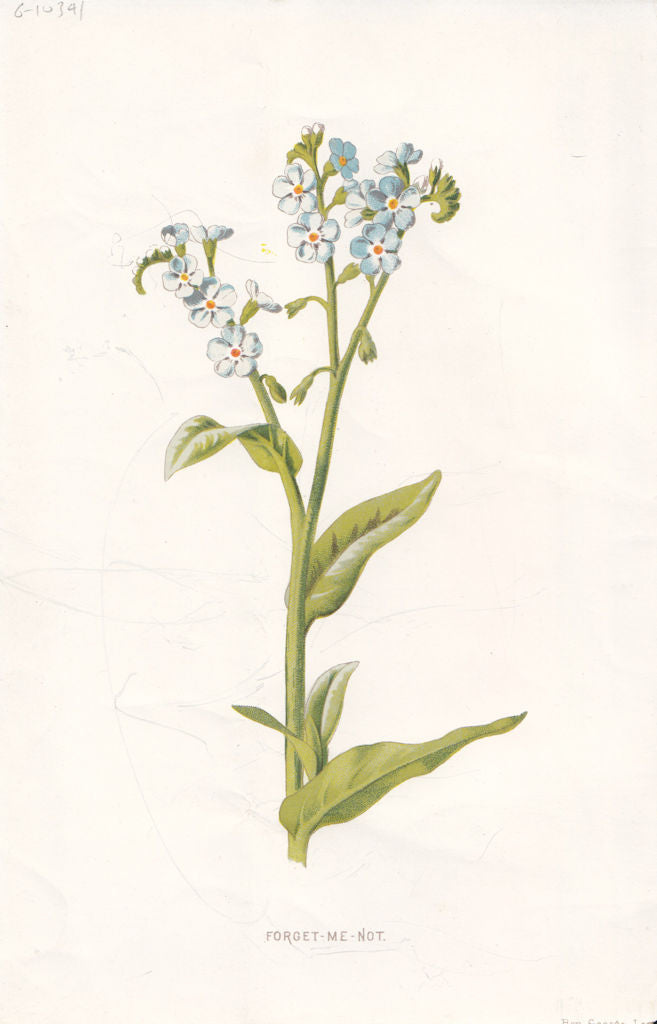 FLOWERS. Forget-Me-Not c1895 old antique vintage print picture